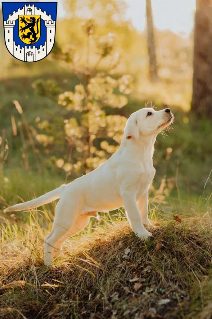 Labrador Züchter mit Welpen Bergheim, Nordrhein-Westfalen