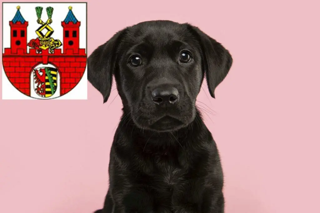Labrador Züchter mit Welpen Bernburg (Saale), Sachsen-Anhalt