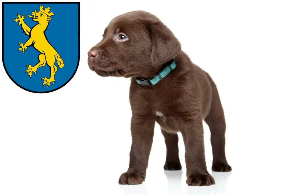 Labrador Züchter mit Welpen Biberach an der Riß, Baden-Württemberg