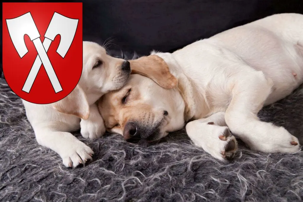 Labrador Züchter mit Welpen Biel, Schweiz