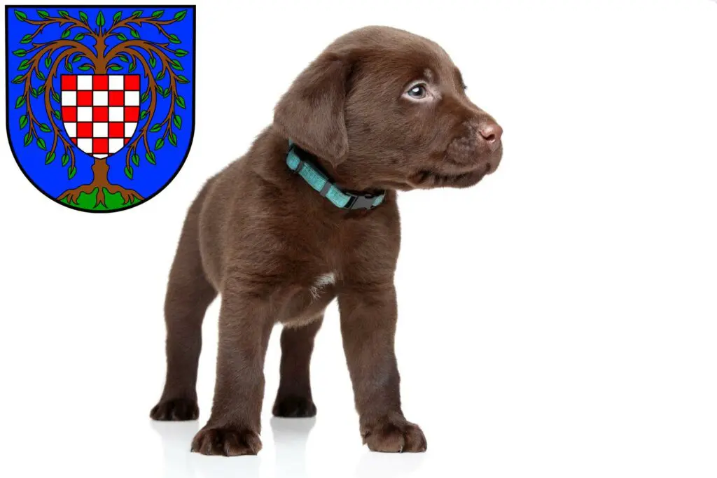 Labrador Züchter mit Welpen Birkenfeld (Nahe), Rheinland-Pfalz