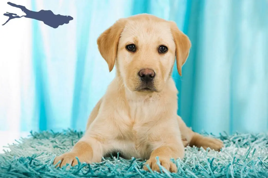 Labrador Züchter mit Welpen Bodensee, Baden-Württemberg