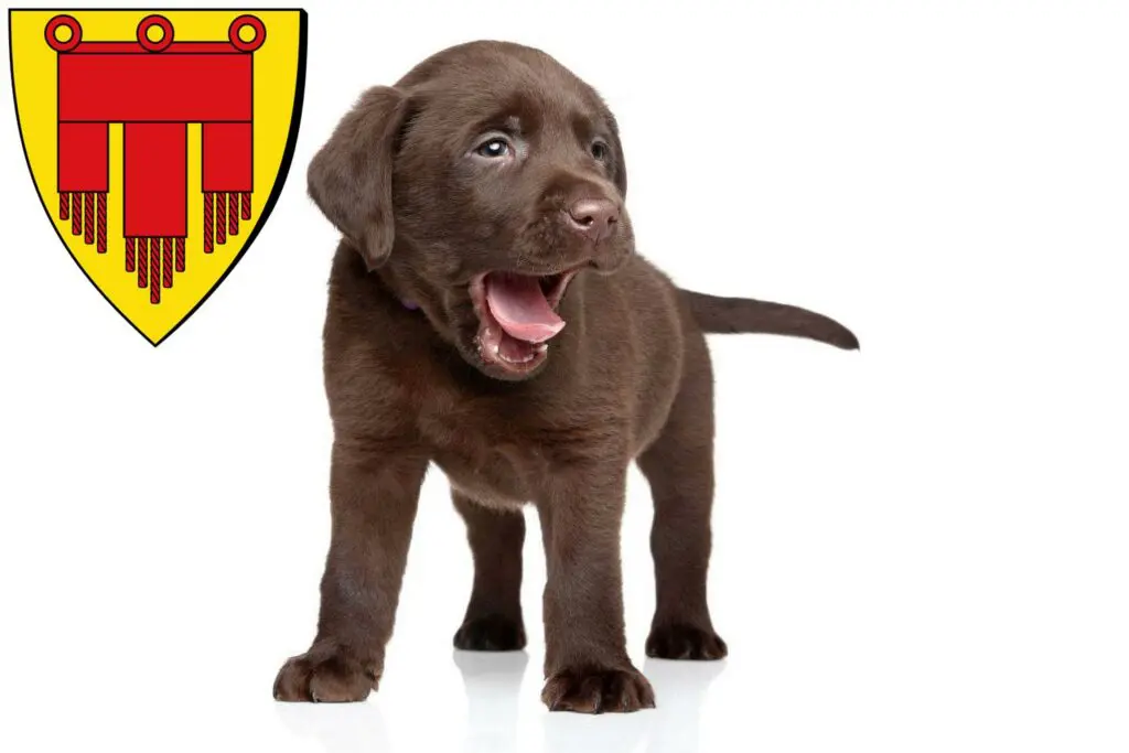 Labrador Züchter mit Welpen Böblingen, Baden-Württemberg