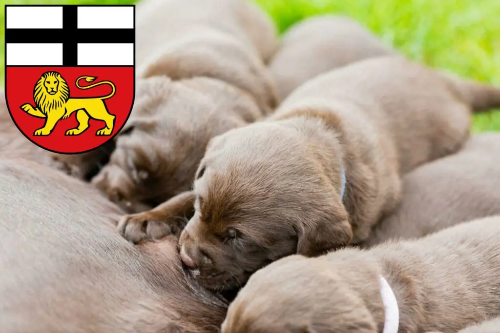 Labrador Züchter mit Welpen Bonn, Nordrhein-Westfalen