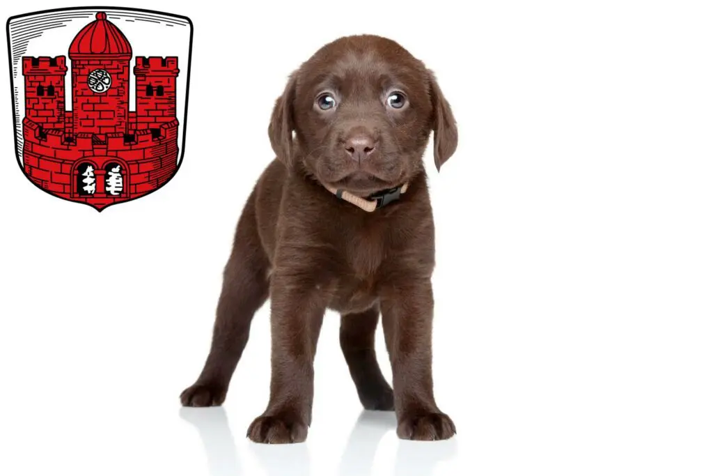 Labrador Züchter mit Welpen Borken, Nordrhein-Westfalen