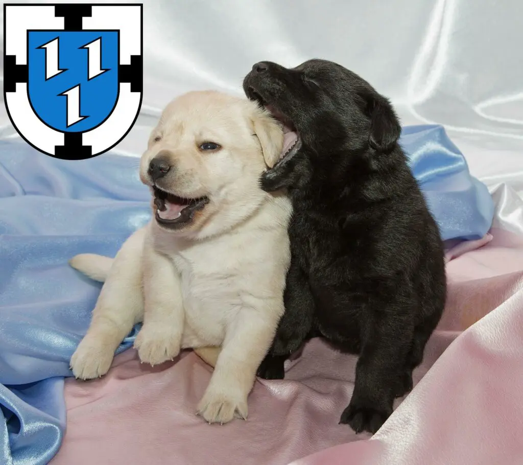 Labrador Züchter mit Welpen Bottrop, Nordrhein-Westfalen
