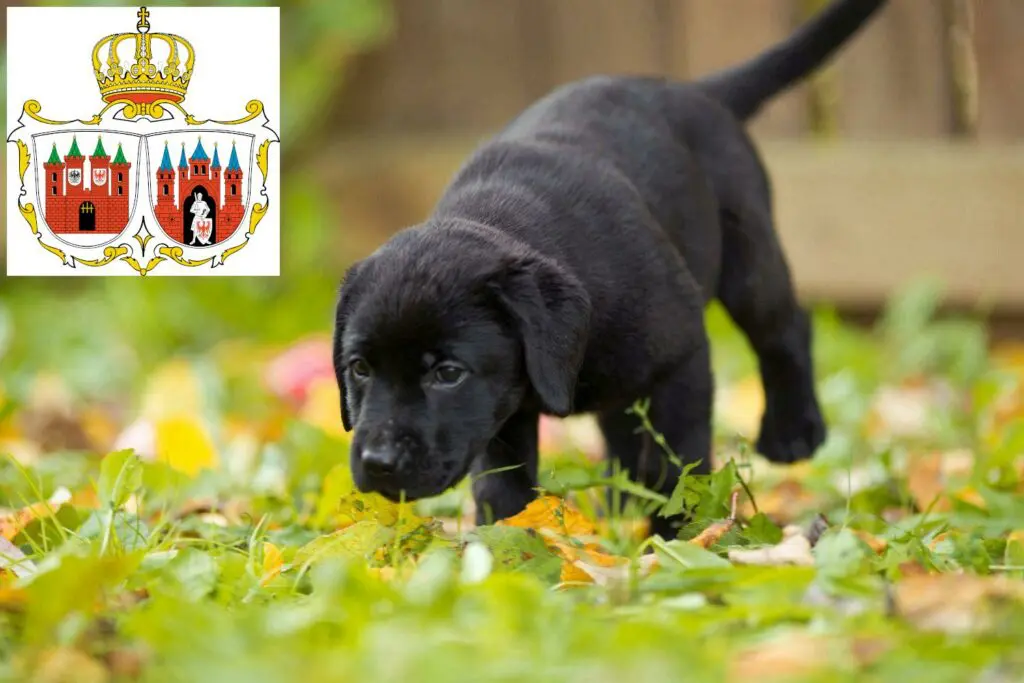 Labrador Züchter mit Welpen Brandenburg an der Havel, Brandenburg