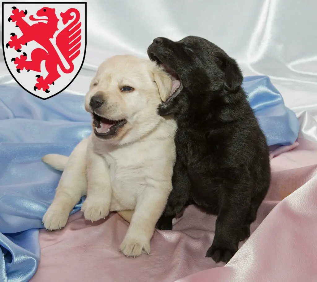 Labrador Züchter mit Welpen Braunschweig, Niedersachsen