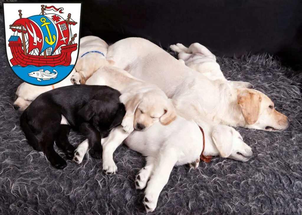 Labrador Züchter mit Welpen Bremerhaven, Bremen
