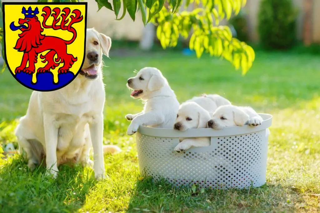Labrador Züchter mit Welpen Calw, Baden-Württemberg