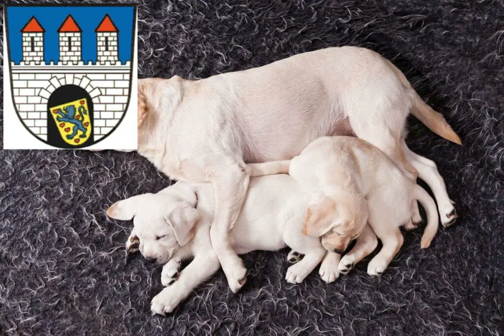 Labrador Züchter mit Welpen Celle, Niedersachsen
