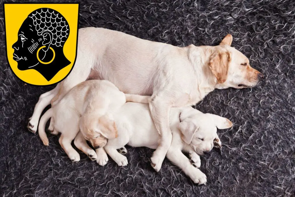 Labrador Züchter mit Welpen Coburg, Bayern