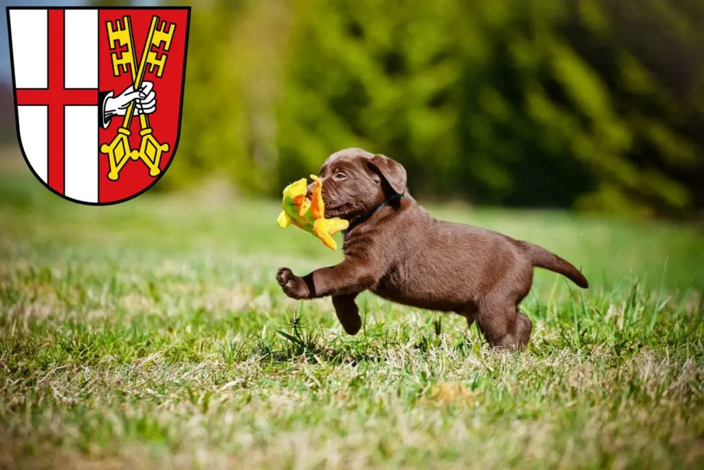 Labrador Züchter mit Welpen Cochem, Rheinland-Pfalz