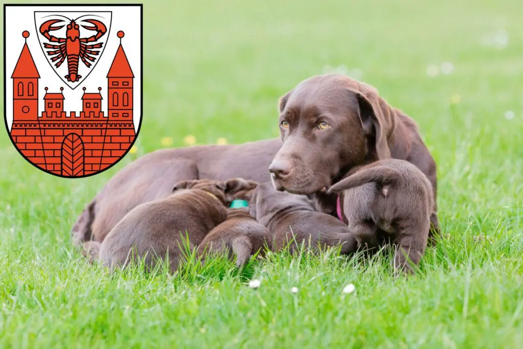 Labrador Züchter mit Welpen Cottbus, Brandenburg