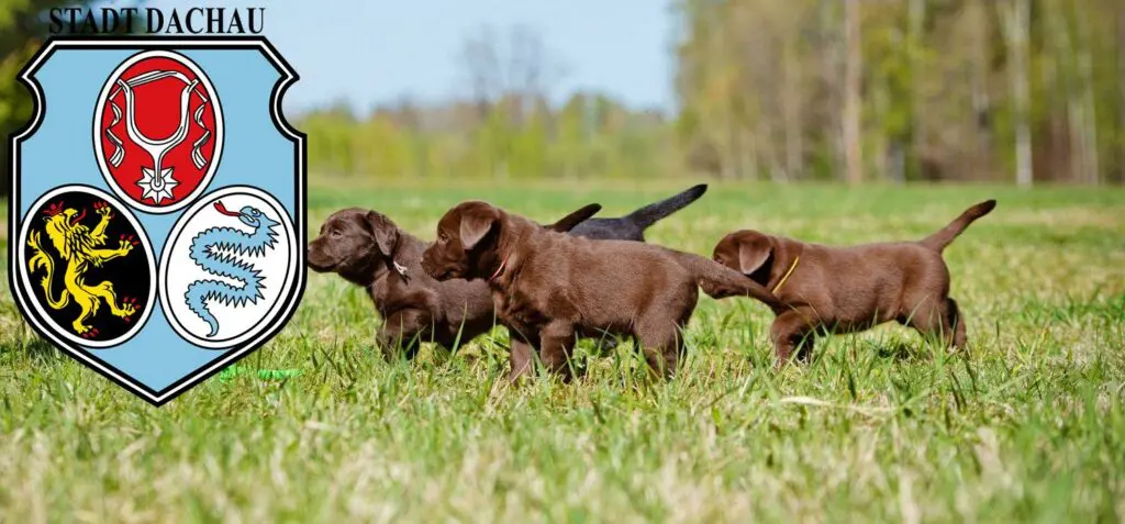 Labrador Züchter mit Welpen Dachau, Bayern