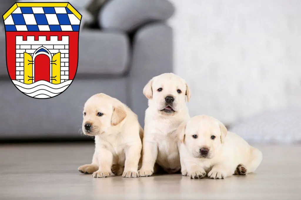 Labrador Züchter mit Welpen Deggendorf, Bayern