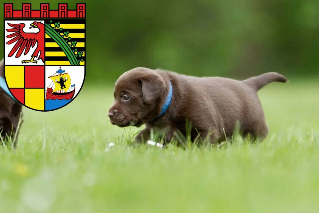 Labrador Züchter mit Welpen Dessau-Roßlau, Sachsen-Anhalt