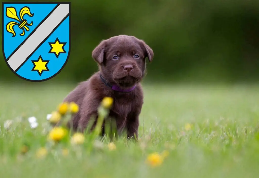 Labrador Züchter mit Welpen Dillingen an der Donau, Bayern