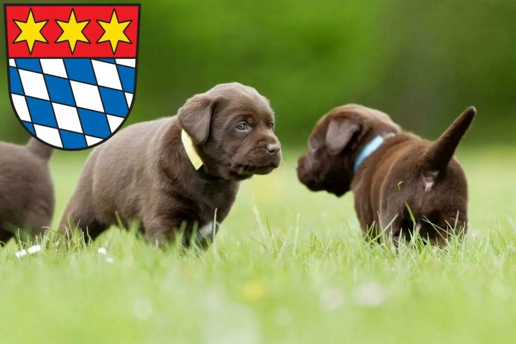 Labrador Züchter mit Welpen Dingolfing, Bayern