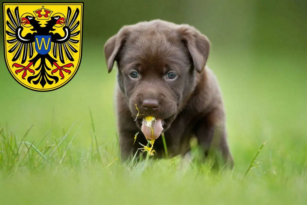 Labrador Züchter mit Welpen Donauwörth, Bayern
