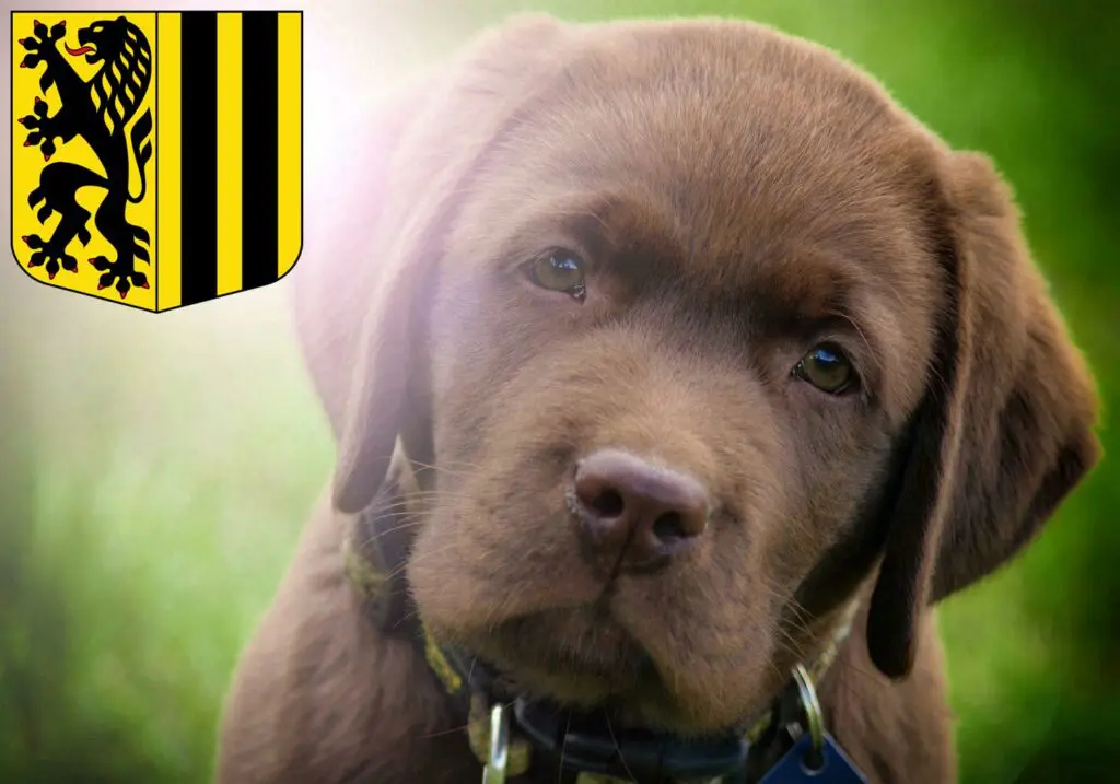 Labrador Züchter mit Welpen Dresden, Sachsen