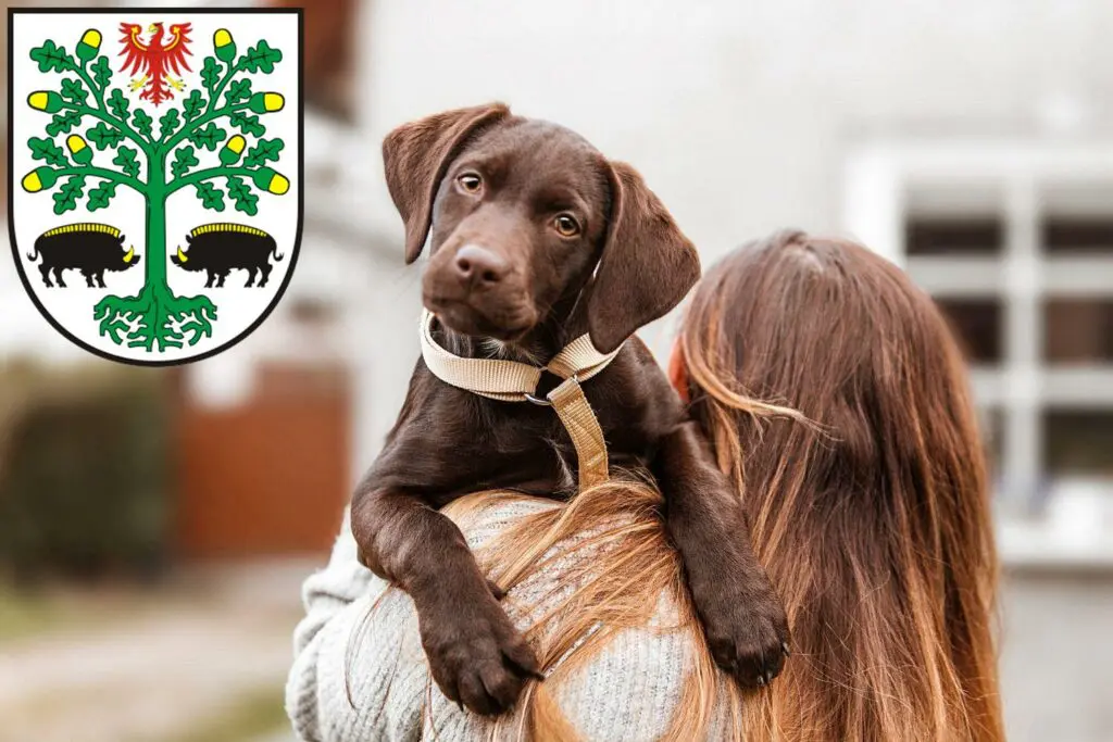 Labrador Züchter mit Welpen Eberswalde, Brandenburg