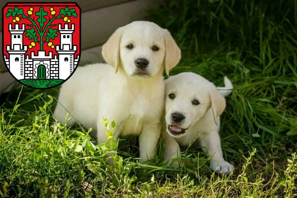 Labrador Züchter mit Welpen Eichstätt, Bayern