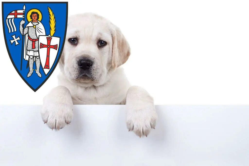 Labrador Züchter mit Welpen Eisenach, Thüringen