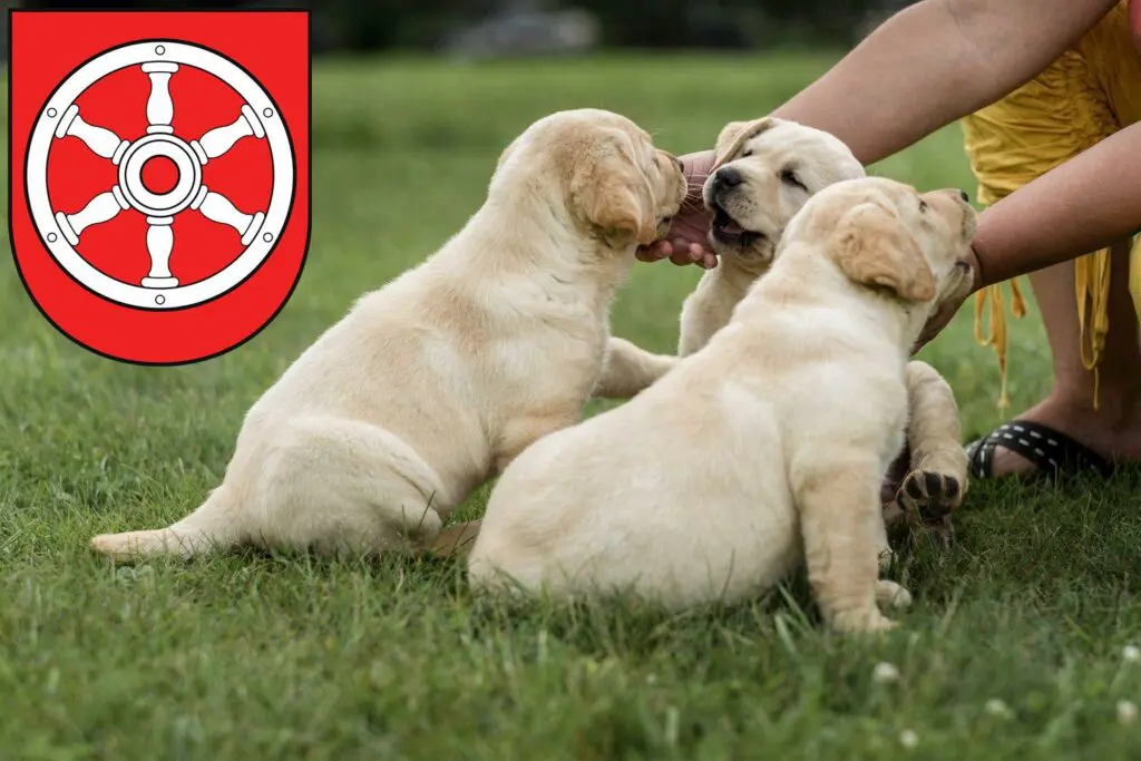 Labrador Züchter mit Welpen Erfurt, Thüringen