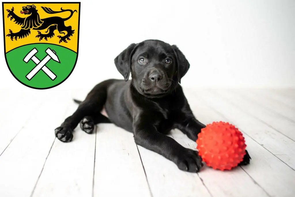 Labrador Züchter mit Welpen Erzgebirge, Sachsen