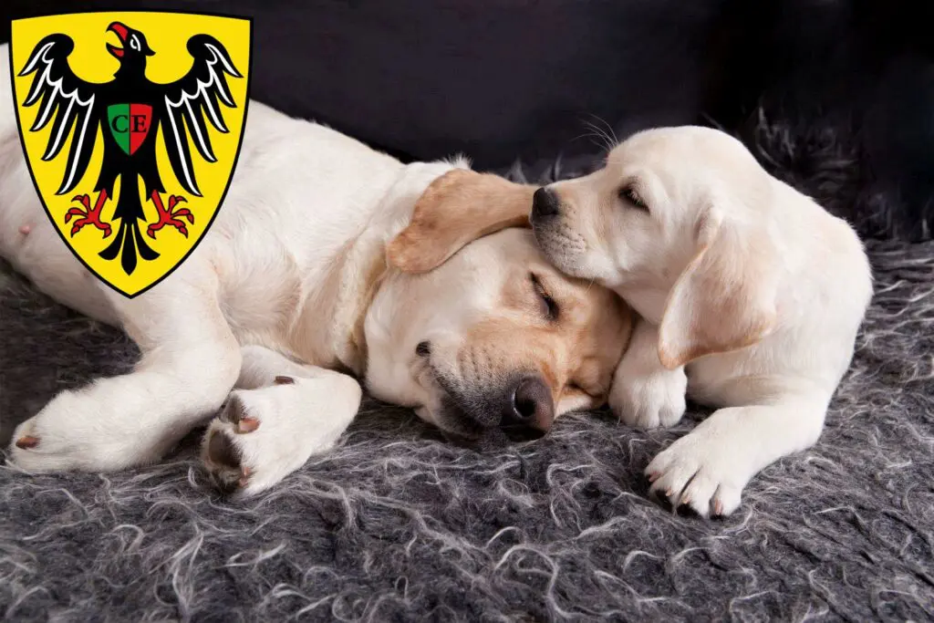 Labrador Züchter mit Welpen Esslingen am Neckar, Baden-Württemberg