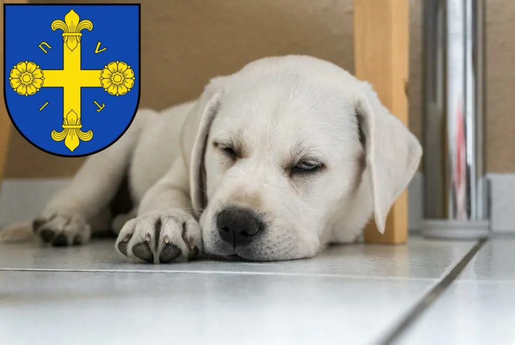 Labrador Züchter mit Welpen Eutin, Schleswig-Holstein