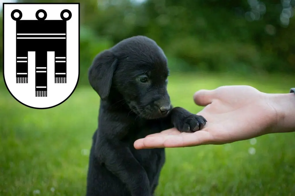 Labrador Züchter mit Welpen Feldkirch, Österreich