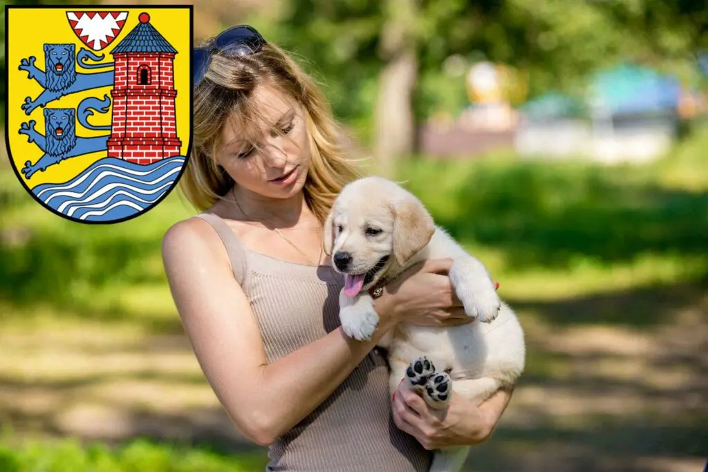 Labrador Züchter mit Welpen Flensburg, Schleswig-Holstein