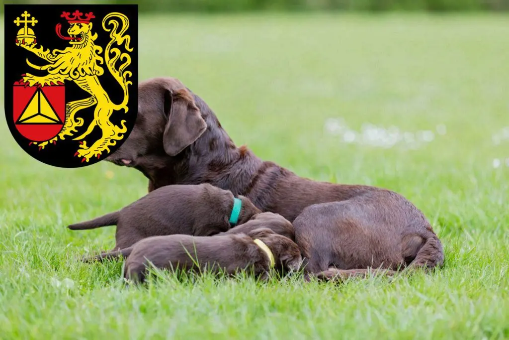 Labrador Züchter mit Welpen Frankenthal (Pfalz), Rheinland-Pfalz