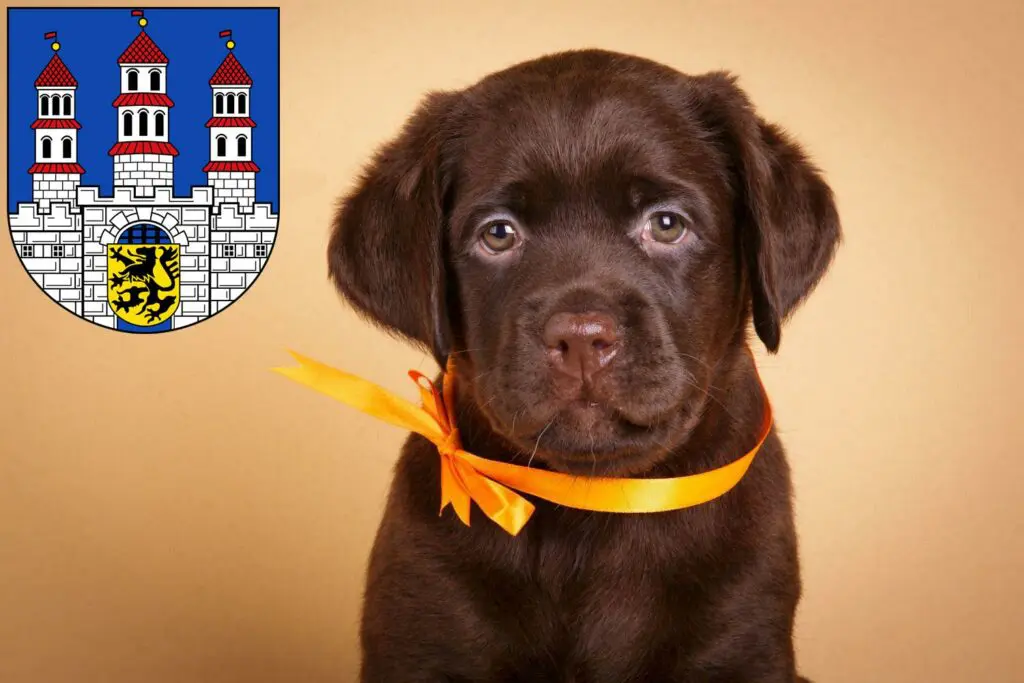 Labrador Züchter mit Welpen Freiberg, Sachsen