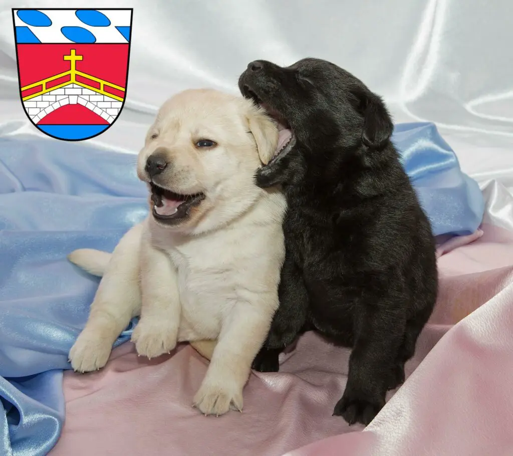 Labrador Züchter mit Welpen Fürstenfeldbruck, Bayern