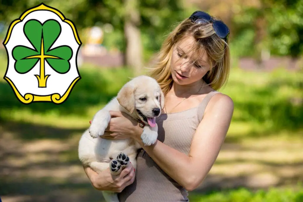 Labrador Züchter mit Welpen Fürth, Bayern