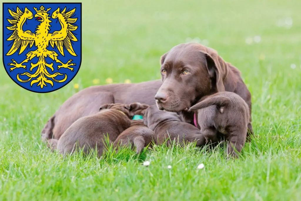 Labrador Züchter mit Welpen Germersheim, Rheinland-Pfalz