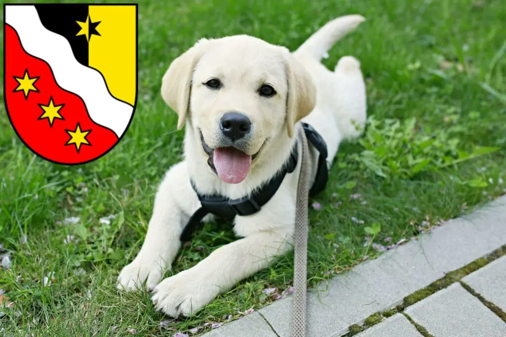 Labrador Züchter mit Welpen Glarus, Schweiz