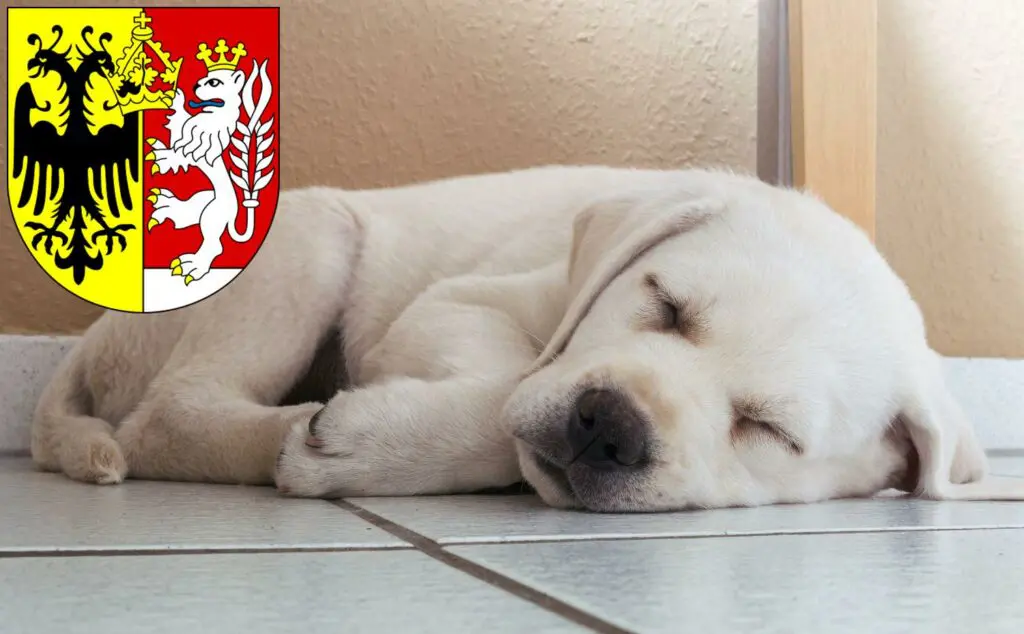 Labrador Züchter mit Welpen Görlitz, Sachsen