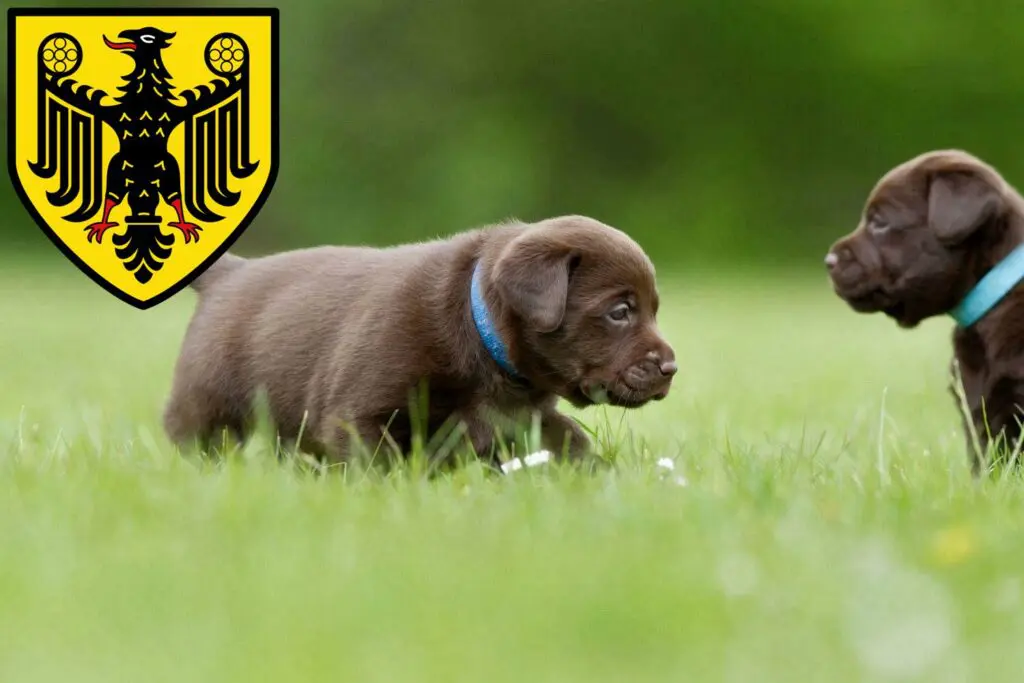 Labrador Züchter mit Welpen Goslar, Niedersachsen