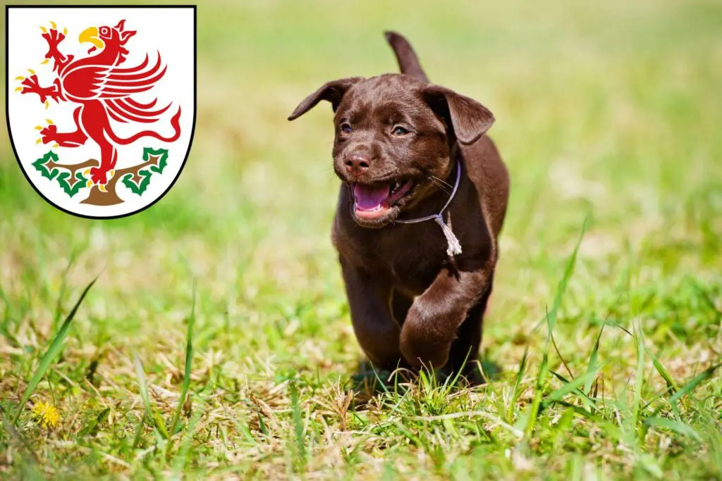 Labrador Züchter mit Welpen Greifswald, Mecklenburg-Vorpommern