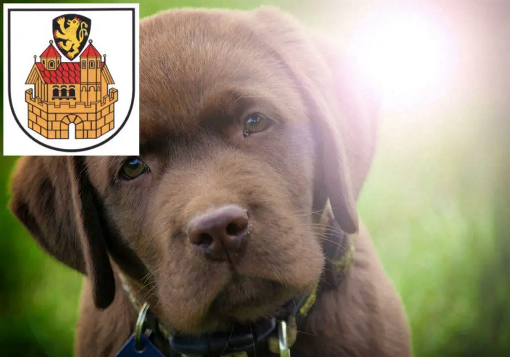 Labrador Züchter mit Welpen Greiz, Thüringen