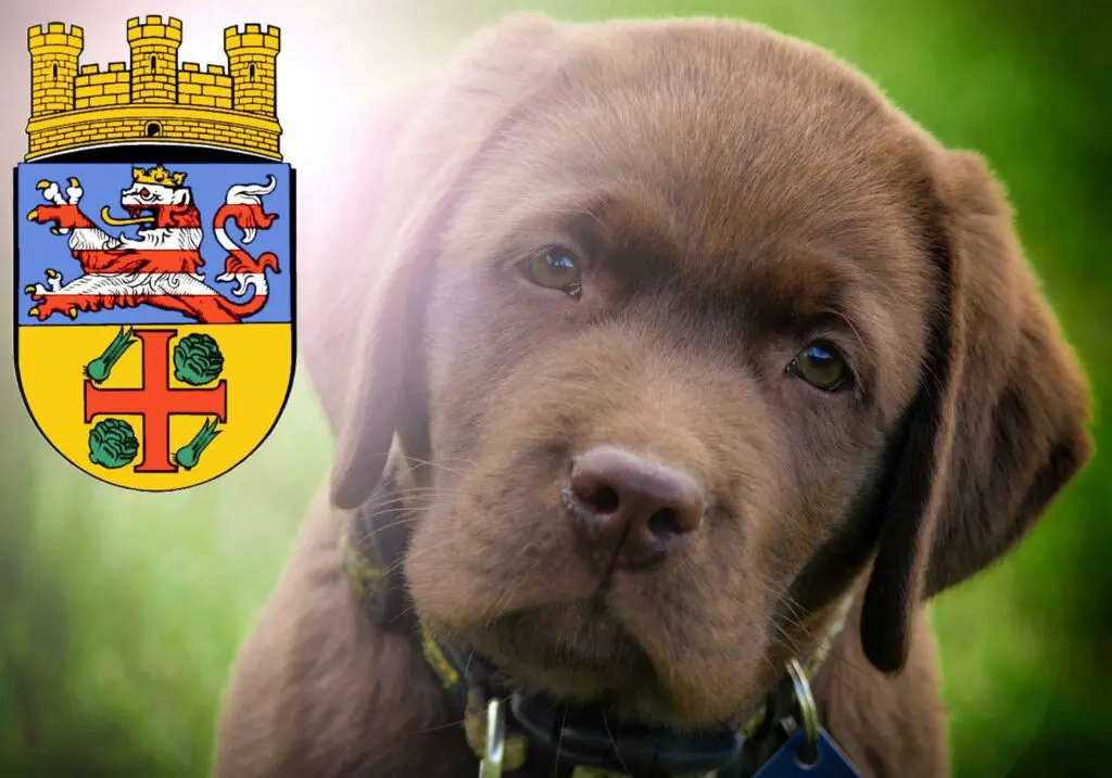 Labrador Züchter mit Welpen Groß-Gerau, Hessen