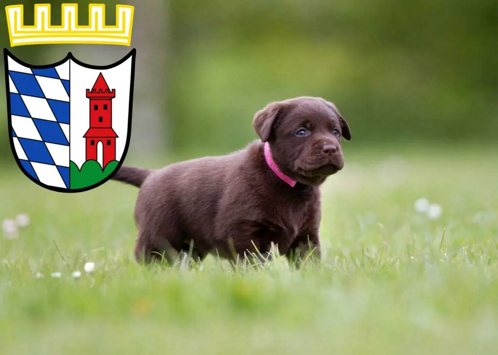 Labrador Züchter mit Welpen Günzburg, Bayern