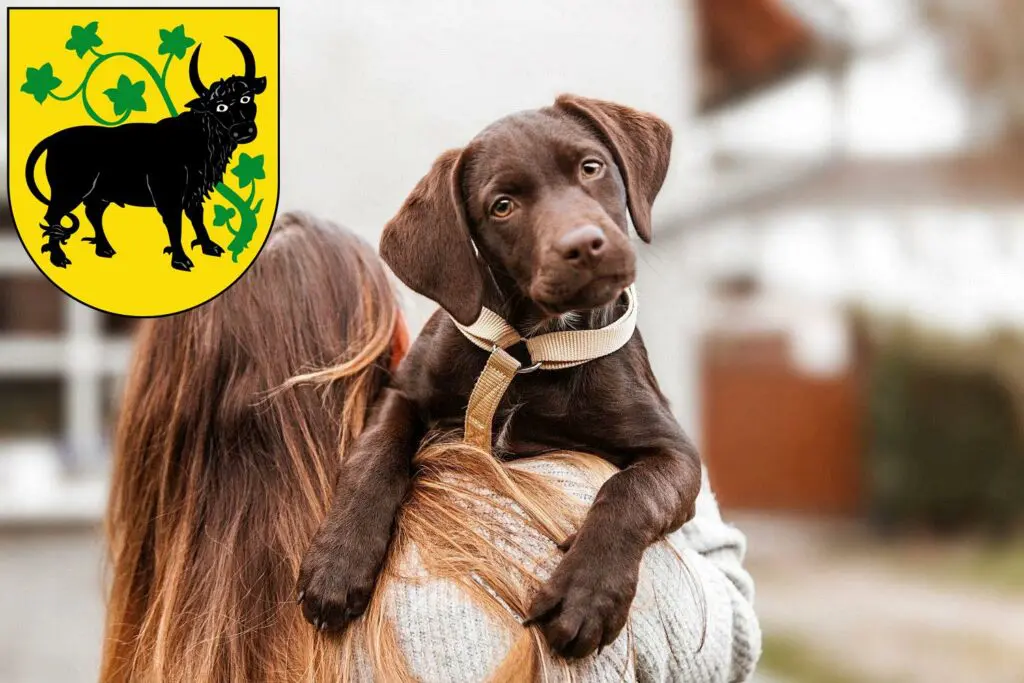 Labrador Züchter mit Welpen Güstrow, Mecklenburg-Vorpommern