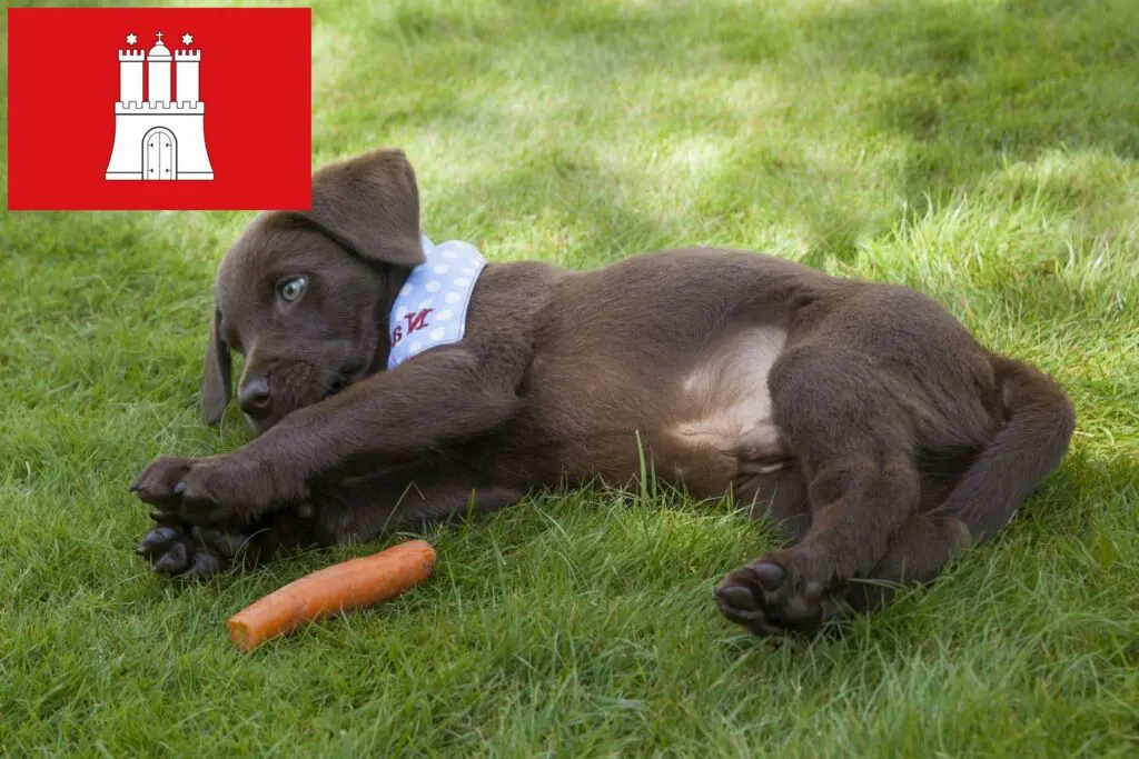 Labrador Züchter mit Welpen Hamburg, Hamburg
