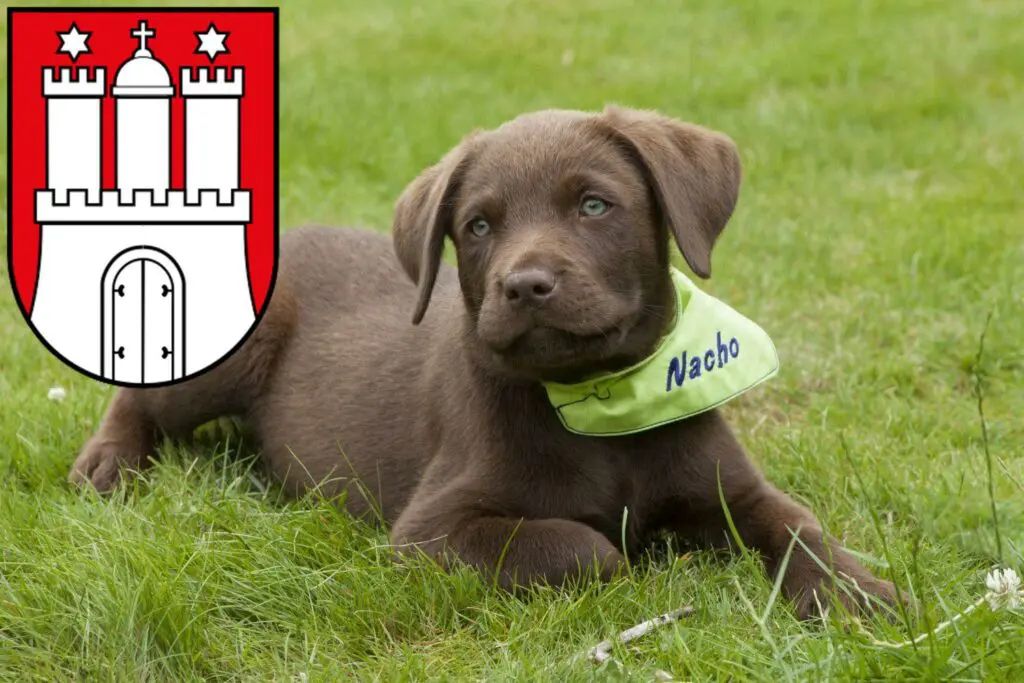 Labrador Züchter mit Welpen Harburg, Hamburg
