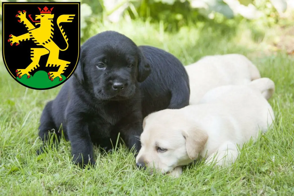 Labrador Züchter mit Welpen Heidelberg, Baden-Württemberg